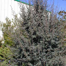 Leptospermum 'Silver Sheen'